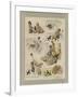 Robinson Crusoe-null-Framed Giclee Print