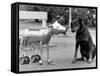 Robot Dog Meets a Real Doberman Dog-null-Framed Stretched Canvas