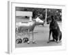 Robot Dog Meets a Real Doberman Dog-null-Framed Photographic Print