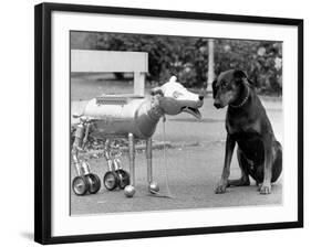 Robot Dog Meets a Real Doberman Dog-null-Framed Photographic Print