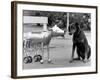 Robot Dog Meets a Real Doberman Dog-null-Framed Photographic Print