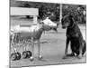 Robot Dog Meets a Real Doberman Dog-null-Mounted Photographic Print