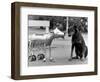 Robot Dog Meets a Real Doberman Dog-null-Framed Photographic Print