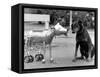 Robot Dog Meets a Real Doberman Dog-null-Framed Stretched Canvas