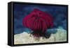 Robusr Feather Star-Hal Beral-Framed Stretched Canvas