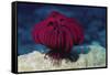 Robusr Feather Star-Hal Beral-Framed Stretched Canvas