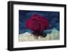 Robusr Feather Star-Hal Beral-Framed Photographic Print