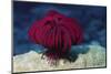 Robusr Feather Star-Hal Beral-Mounted Photographic Print