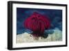 Robusr Feather Star-Hal Beral-Framed Photographic Print