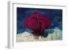 Robusr Feather Star-Hal Beral-Framed Photographic Print