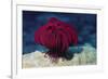 Robusr Feather Star-Hal Beral-Framed Photographic Print