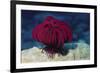 Robusr Feather Star-Hal Beral-Framed Photographic Print