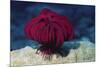 Robusr Feather Star-Hal Beral-Mounted Photographic Print