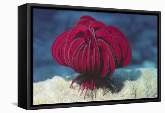 Robust Feather Star-Hal Beral-Framed Stretched Canvas