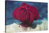 Robust Feather Star-Hal Beral-Stretched Canvas