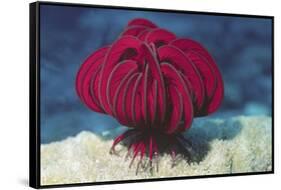 Robust Feather Star-Hal Beral-Framed Stretched Canvas