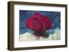 Robust Feather Star-Hal Beral-Framed Photographic Print