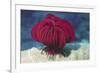 Robust Feather Star-Hal Beral-Framed Photographic Print