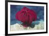 Robust Feather Star-Hal Beral-Framed Photographic Print