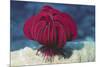 Robust Feather Star-Hal Beral-Mounted Photographic Print