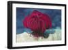 Robust Feather Star-Hal Beral-Framed Photographic Print