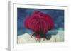 Robust Feather Star-Hal Beral-Framed Photographic Print