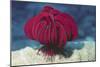 Robust Feather Star-Hal Beral-Mounted Photographic Print