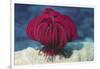 Robust Feather Star-Hal Beral-Framed Photographic Print