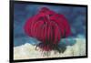 Robust Feather Star-Hal Beral-Framed Photographic Print