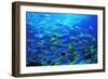 Robust Fusilier Fish-Matthew Oldfield-Framed Photographic Print