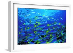 Robust Fusilier Fish-Matthew Oldfield-Framed Photographic Print