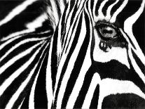 Black & White II (Zebra)-Rocco Sette-Art Print