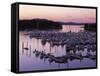 Roche Harbor Marina At dusk, San Juan Island, Washington, USA-Charles Gurche-Framed Stretched Canvas