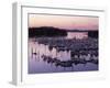 Roche Harbor Marina At dusk, San Juan Island, Washington, USA-Charles Gurche-Framed Premium Photographic Print