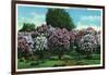 Rochester, New York - Highland Park Lilacs in Bloom-Lantern Press-Framed Art Print