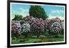 Rochester, New York - Highland Park Lilacs in Bloom-Lantern Press-Framed Art Print