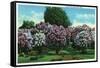 Rochester, New York - Highland Park Lilacs in Bloom-Lantern Press-Framed Stretched Canvas