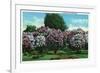 Rochester, New York - Highland Park Lilacs in Bloom-Lantern Press-Framed Premium Giclee Print