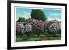 Rochester, New York - Highland Park Lilacs in Bloom-Lantern Press-Framed Premium Giclee Print