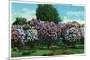 Rochester, New York - Highland Park Lilacs in Bloom-Lantern Press-Mounted Premium Giclee Print