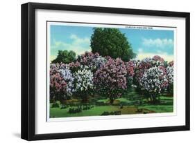 Rochester, New York - Highland Park Lilacs in Bloom-Lantern Press-Framed Art Print