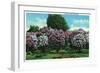 Rochester, New York - Highland Park Lilacs in Bloom-Lantern Press-Framed Art Print
