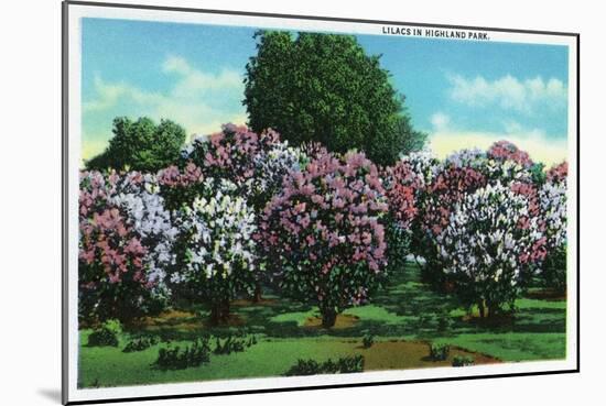 Rochester, New York - Highland Park Lilacs in Bloom-Lantern Press-Mounted Art Print