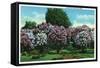 Rochester, New York - Highland Park Lilacs in Bloom-Lantern Press-Framed Stretched Canvas