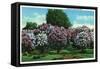 Rochester, New York - Highland Park Lilacs in Bloom-Lantern Press-Framed Stretched Canvas