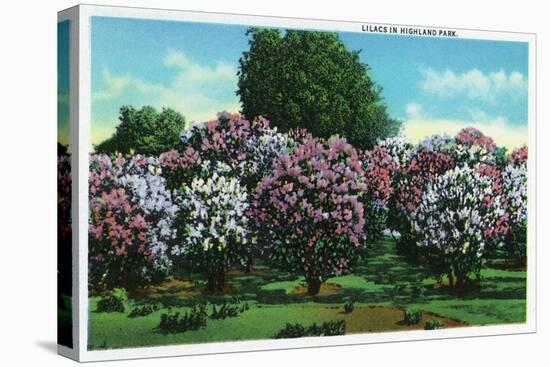 Rochester, New York - Highland Park Lilacs in Bloom-Lantern Press-Stretched Canvas