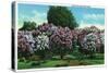 Rochester, New York - Highland Park Lilacs in Bloom-Lantern Press-Stretched Canvas
