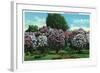 Rochester, New York - Highland Park Lilacs in Bloom-Lantern Press-Framed Art Print