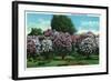 Rochester, New York - Highland Park Lilacs in Bloom-Lantern Press-Framed Art Print