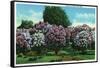 Rochester, New York - Highland Park Lilacs in Bloom-Lantern Press-Framed Stretched Canvas